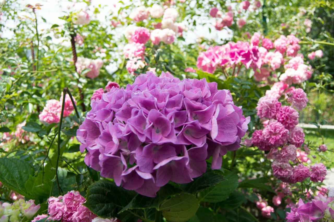 Giardino Delle Ortensie Cannobio Extérieur photo